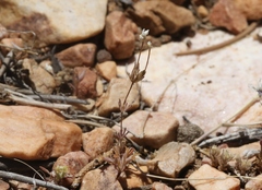 Leptosiphon breviculus