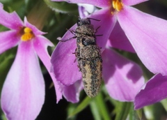 Acmaeoderini
