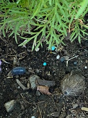 Armadillidium vulgare
