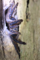 Tapinauchenius plumipes