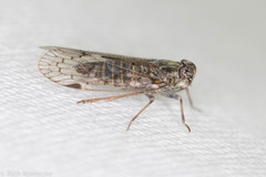 Melanoliarus aridus