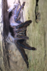 Tapinauchenius plumipes