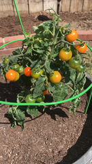 Solanum lycopersicum