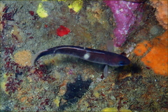 Trachinops caudimaculatus