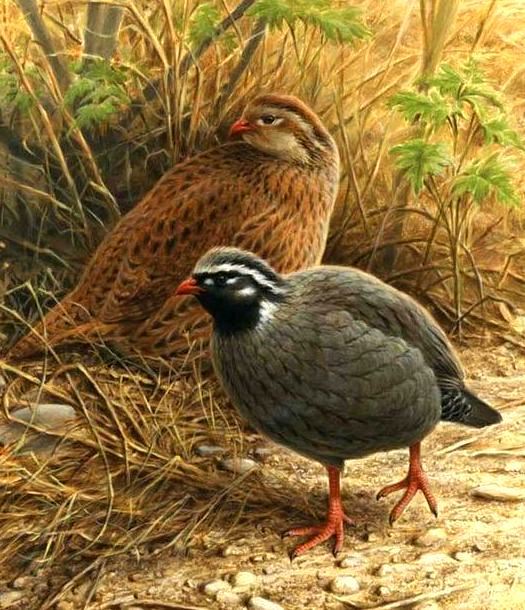 Himalayan Quail illustration