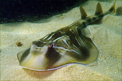 Banjo Shark photo 3