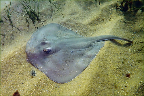 Witgevlekte doornrog (Urolophus paucimaculatus) — Urolophidae — 3