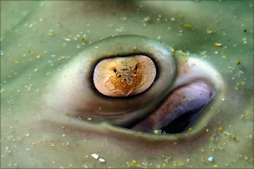 Dixons stingaree (Urolophus paucimaculatus) — Urolophidae