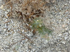 Johnstonella racemosa