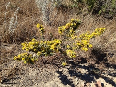 Acmispon dendroideus veatchii
