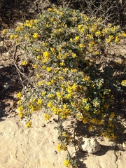 Acmispon dendroideus veatchii