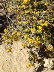 Acmispon dendroideus veatchii