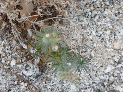 Johnstonella racemosa