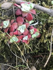 Sedum spathulifolium