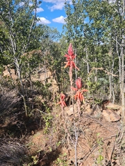 Aloe pretoriensis