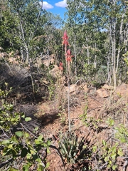 Aloe pretoriensis