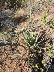 Aloe pretoriensis