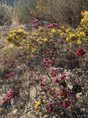 Eriogonum grande rubescens