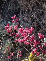 Eriogonum grande rubescens
