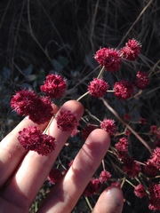 Eriogonum grande rubescens