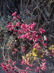 Eriogonum grande rubescens