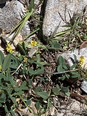 Plebejus melissa