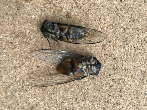 Yellowbelly photo 3