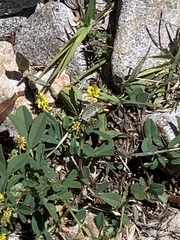 Plebejus melissa