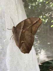 Eryphanis automedon