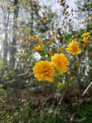 Kerria japonica