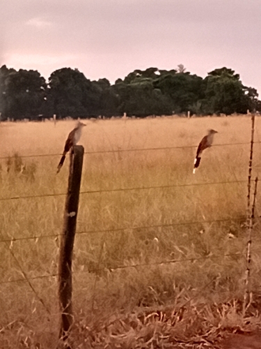 Guira Cuckoo