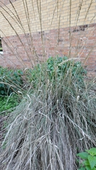 Muhlenbergia lindheimeri
