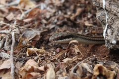 Salvadora lemniscata