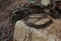 Salvadora lemniscata