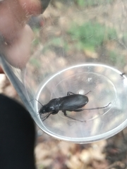 Pterostichus transversalis