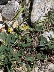 Plebejus melissa