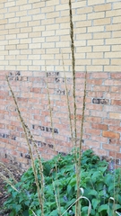 Muhlenbergia lindheimeri