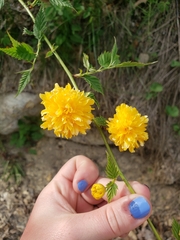 Kerria japonica