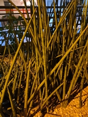 Sansevieria cylindrica