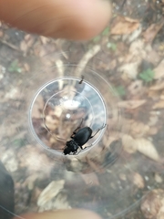 Pterostichus transversalis