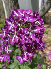 Lunaria