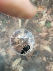 Pterostichus transversalis