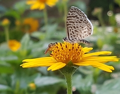 Leptotes cassius