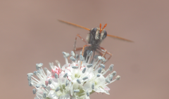 Mitrodetus dentitarsis