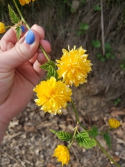 Kerria japonica