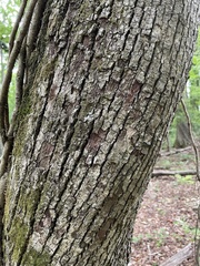Tilia americana heterophylla