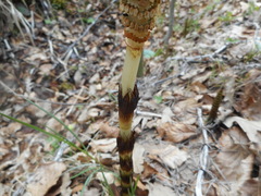 Equisetum telmateia telmateia