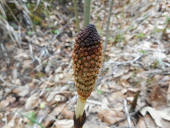 Equisetum telmateia telmateia