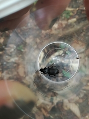 Pterostichus transversalis