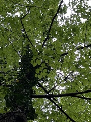 Tilia americana heterophylla